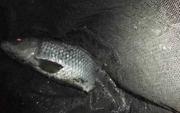 夜钓用夜光漂好还是夜钓灯好?