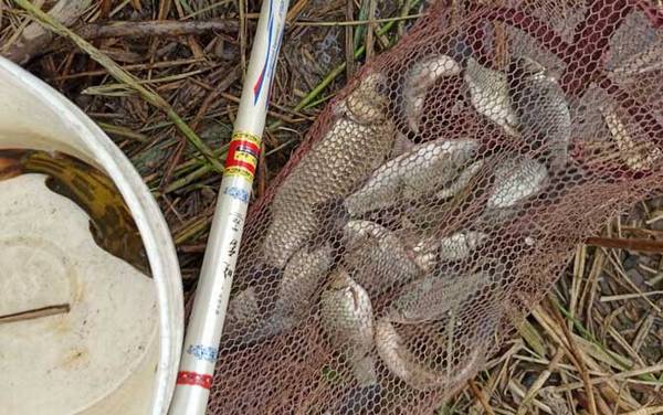 钓鲫鱼用几号钩最好?