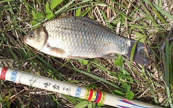 钓鲫鱼用几号钩最好?