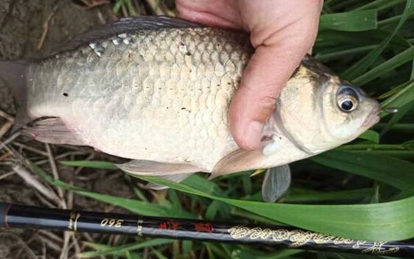 钓鲫鱼用几号钩最好?