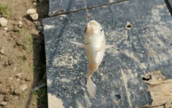 钓鲫鱼用几号钩最好?