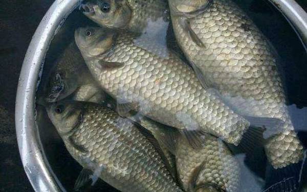 钓鲫鱼用几号线和几号钩?