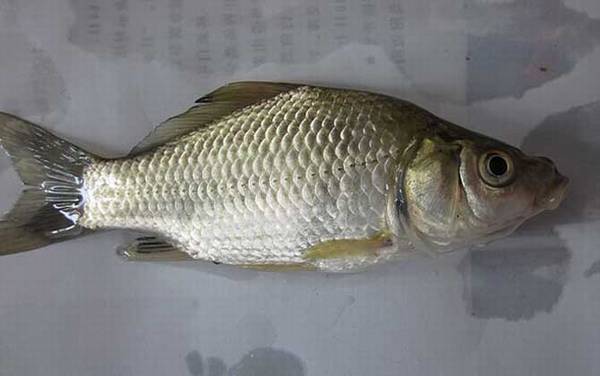 钓鲫鱼用几号线和几号钩?