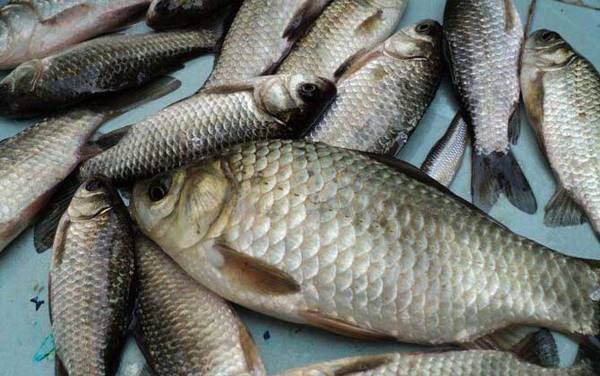 台钓鲫鱼铅坠一般用几克?