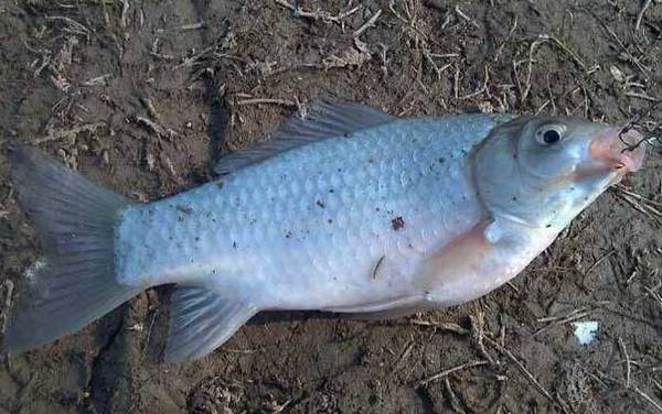 秋季钓鲫鱼线组搭配及注意事项