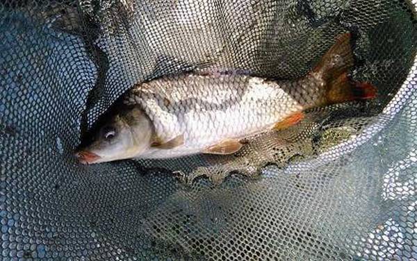 水库钓鲤鱼用几米手竿?