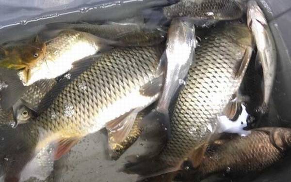 台钓鲤鱼用多大线组合适?