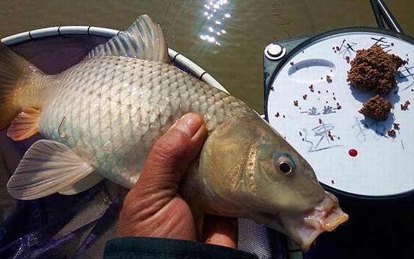 冬季钓鲤鱼用什么线组?