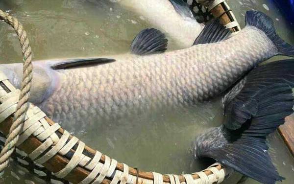 钓青鱼用什么漂最好?