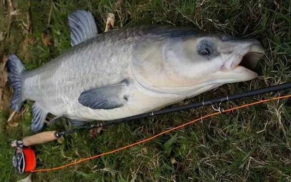 钓青鱼用什么漂最好?