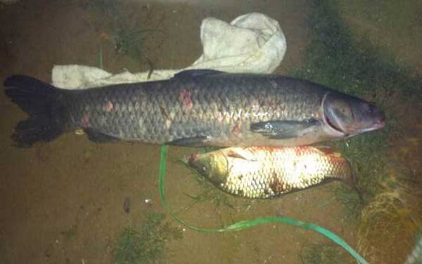 钓青鱼用什么漂最好?