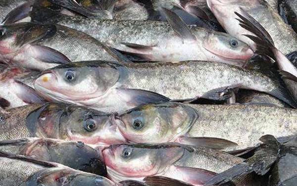 钓鳙鱼用什么钩最好?