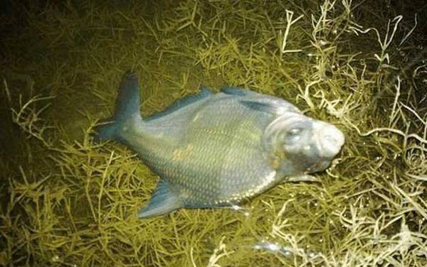 钓鳊鱼用什么钩型最好?