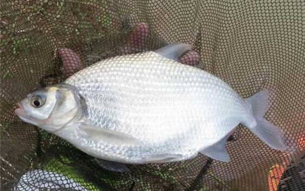 钓鳊鱼用什么钩型最好?