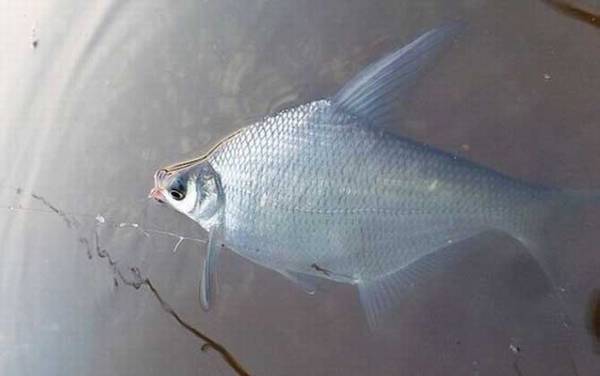 钓鳊鱼用什么钩型最好?