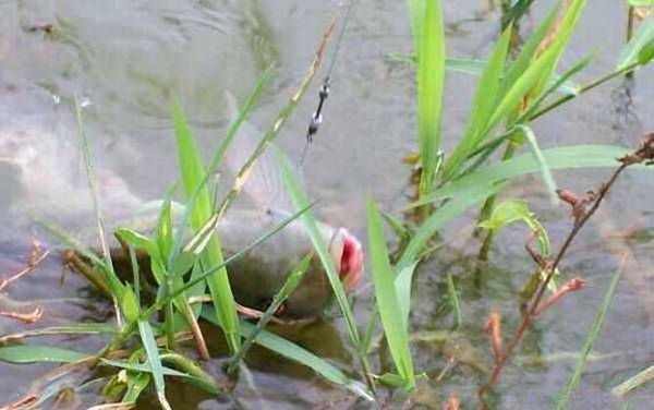 钓罗非鱼用什么线组?