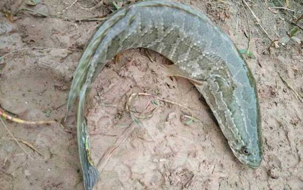 钓黑鱼用什么竿最好?