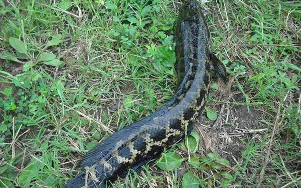 钓黑鱼用什么竿最好?