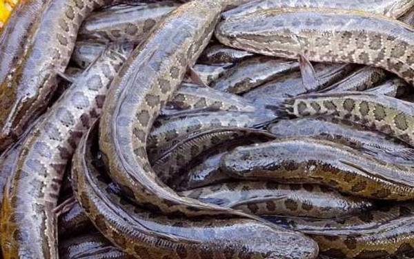 手竿钓黑鱼线组怎么搭配?