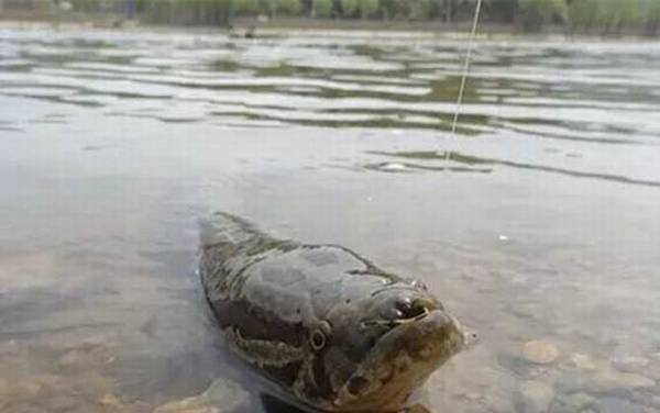 手竿钓黑鱼线组怎么搭配?