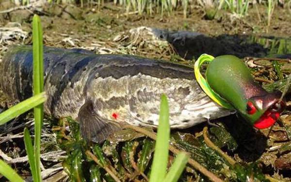 手竿钓黑鱼线组怎么搭配?