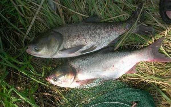 手竿钓鲢鳙线组怎么搭配?