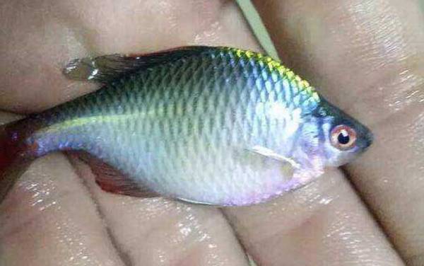 八工竿钓鲫鱼和什么鱼?