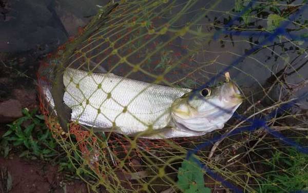 手竿钓翘嘴用什么线组?