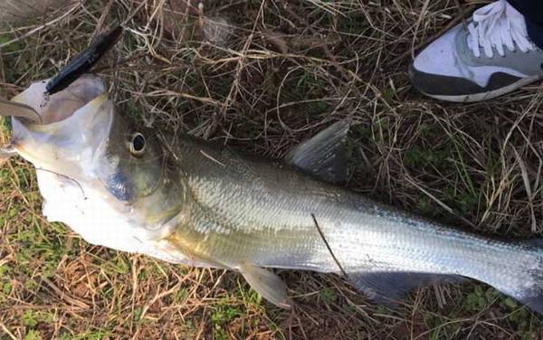 路亚翘嘴用m还是ml调性?