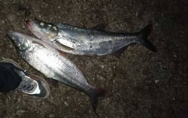 路亚翘嘴用m还是ml调性?