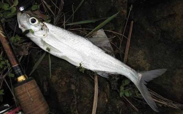 路亚翘嘴用什么线好?