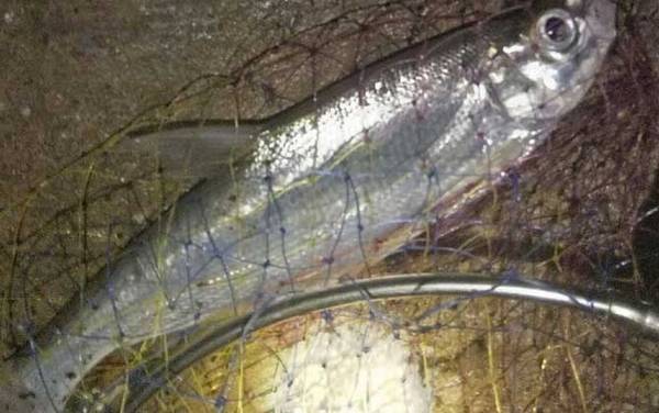 路亚翘嘴用什么线好?