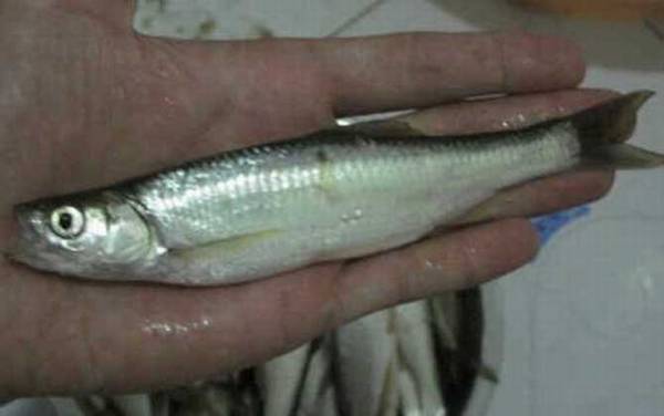 万能袖钩适合钓什么鱼?