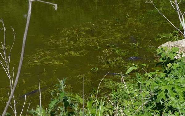 5号金袖钩适合钓什么鱼?