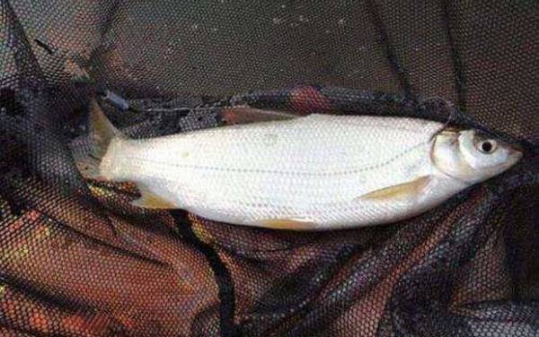 5号金袖钩适合钓什么鱼?