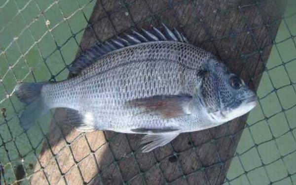 千又鱼钩适合钓什么鱼?