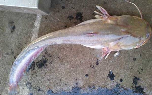 千又鱼钩适合钓什么鱼?