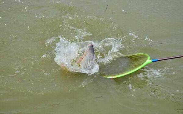 丸世5号鱼钩适合钓什么鱼?