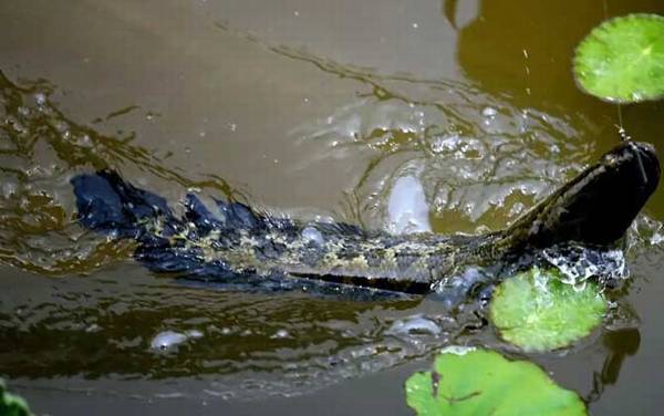 丸世5号鱼钩适合钓什么鱼?