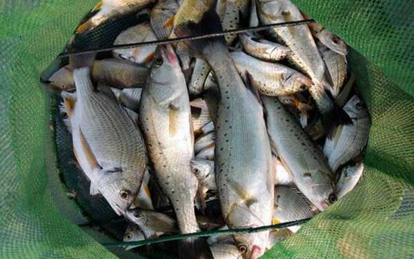 8号伊豆鱼钩适合钓什么鱼?