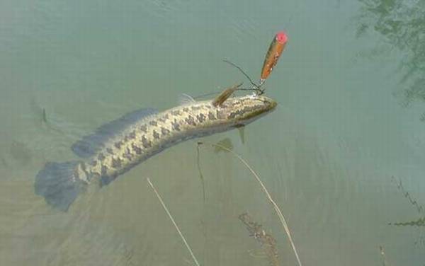 路亚钓法用什么线好?