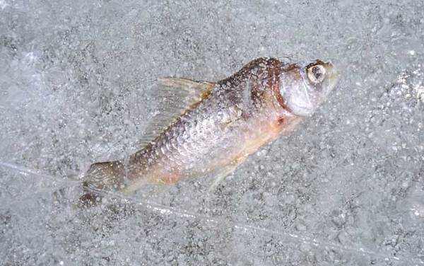 ������ʲô��Ư��