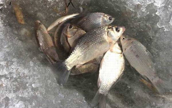 冰钓用什么钓竿?