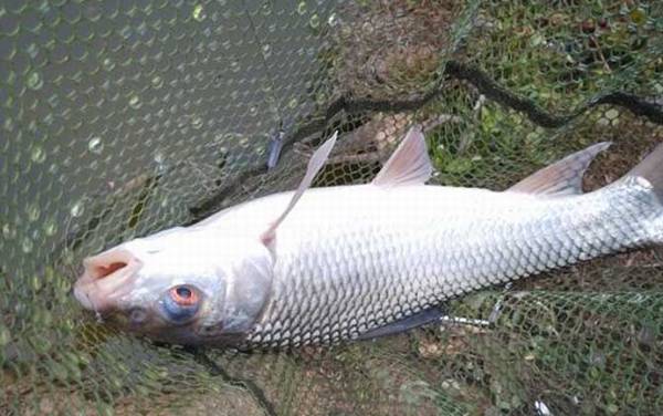 �������ü��Ź����ʣ�