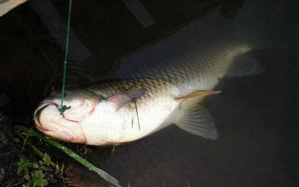 �������ü��Ź����ʣ�