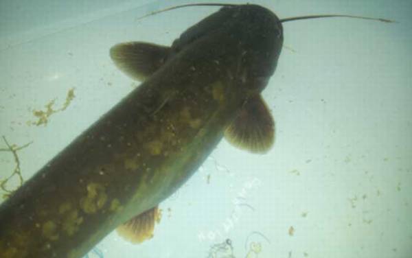 钓鲶鱼用什么线组?