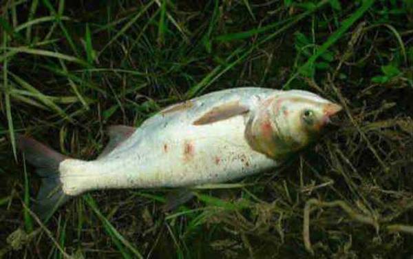 钓鲢鱼用什么钓组?