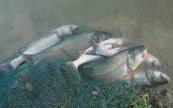 钓鳙鱼用什么钓组?