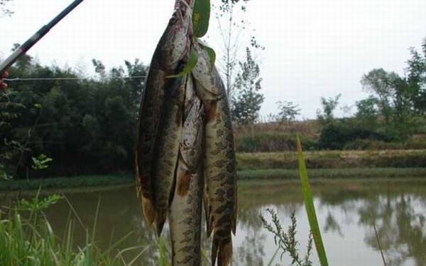 钓黑鱼用什么线组?