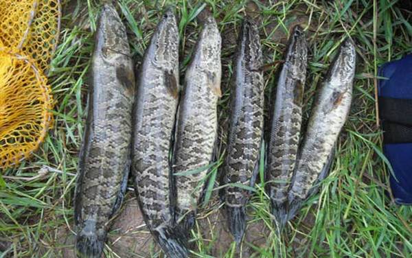 钓黑鱼用什么线组?